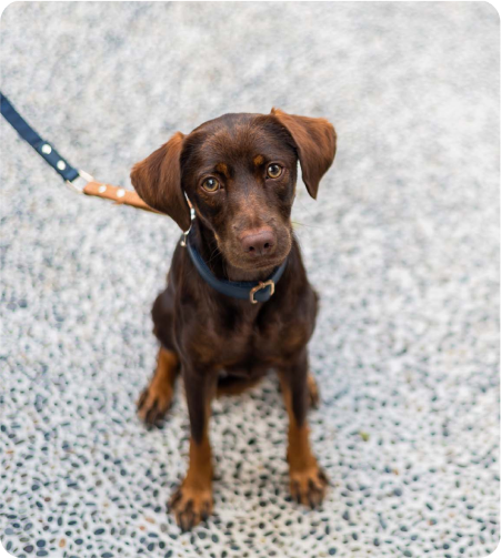 PetFriendly